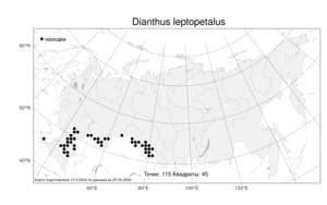 Dianthus leptopetalus Willd., Atlas of the Russian Flora (FLORUS) (Russia)