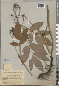 Caulophyllum robustum Maxim., Siberia, Russian Far East (S6) (Russia)