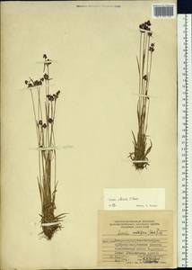 Luzula multiflora subsp. sibirica V. I. Krecz., Siberia, Russian Far East (S6) (Russia)