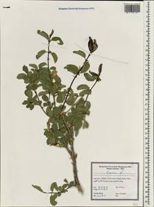 Lonicera, South Asia, South Asia (Asia outside ex-Soviet states and Mongolia) (ASIA) (Iran)