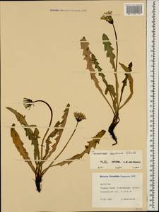 Taraxacum confusum Schischk., Caucasus, Dagestan (K2) (Russia)