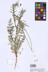 Papaver dubium subsp. stevenianum (Mikheev) Kubát & Šípošová, Eastern Europe, Lower Volga region (E9) (Russia)