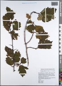 Crataegus dahurica Koehne ex C. K. Schneid., Siberia, Russian Far East (S6) (Russia)