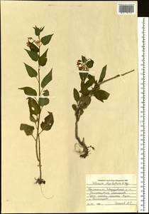 Solanum dulcamara L., Siberia, Western Siberia (S1) (Russia)