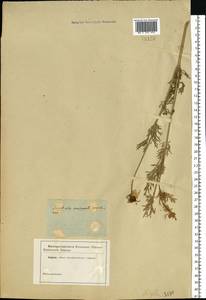 Nigella arvensis L., Eastern Europe, North Ukrainian region (E11) (Ukraine)