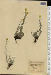 Helichrysum arenarium (L.) Moench, Eastern Europe, South Ukrainian region (E12) (Ukraine)