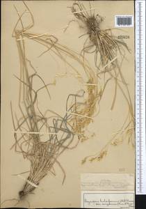 Piptatherum songaricum (Trin. & Rupr.) Roshev., Middle Asia, Muyunkumy, Balkhash & Betpak-Dala (M9) (Kazakhstan)