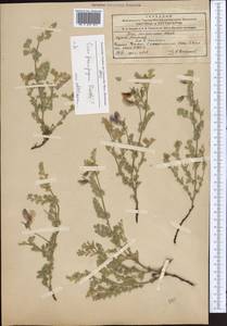 Cicer songaricum DC., Middle Asia, Northern & Central Tian Shan (M4) (Kyrgyzstan)