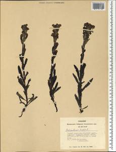 Pedicularis tristis L., Siberia, Altai & Sayany Mountains (S2) (Russia)