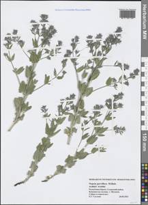 Nepeta ucranica subsp. parviflora (M.Bieb.) M.Masclans, Crimea (KRYM) (Russia)