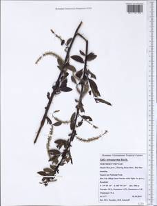 Salix tetrasperma Roxb., South Asia, South Asia (Asia outside ex-Soviet states and Mongolia) (ASIA) (Vietnam)