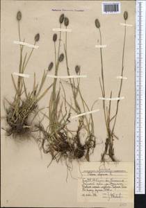 Phleum alpinum L., Middle Asia, Western Tian Shan & Karatau (M3) (Uzbekistan)