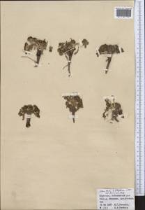 Schulzia albiflora (Kar. & Kir.) Popov, Middle Asia, Northern & Central Tian Shan (M4) (Kyrgyzstan)