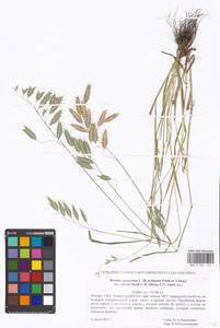 Bromus squarrosus L., Eastern Europe, Moscow region (E4a) (Russia)