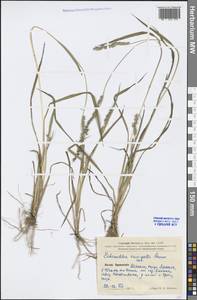 Echinochloa crus-galli (L.) P.Beauv., South Asia, South Asia (Asia outside ex-Soviet states and Mongolia) (ASIA) (China)