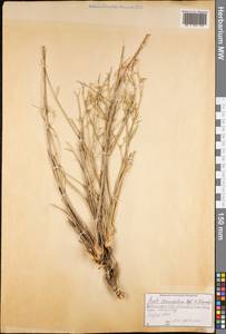 Seseli tenuisectum Regel & Schmalh., Middle Asia, Western Tian Shan & Karatau (M3) (Tajikistan)