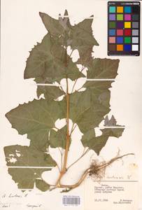 Atriplex hortensis L., Eastern Europe, Lithuania (E2a) (Lithuania)