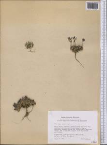 Draba pauciflora R. Br., America (AMER) (Greenland)