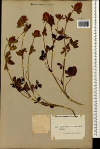 Trifolium pratense L., Caucasus, Armenia (K5) (Armenia)