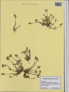 Cerastium glomeratum Thuill., Western Europe (EUR) (Germany)