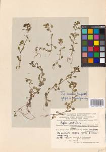 Lythrum portula (L.) D. A. Webb, Eastern Europe, Moscow region (E4a) (Russia)