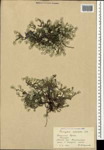 Paronychia cephalotes, Crimea (KRYM) (Russia)