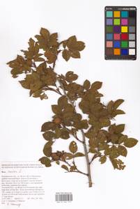 Rosa canina L., Eastern Europe, Central forest-and-steppe region (E6) (Russia)