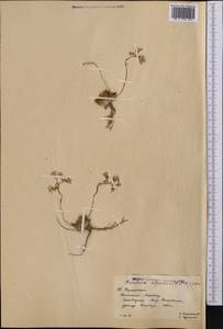 Rosularia alpestris (Kar. & Kir.) Boriss., Middle Asia, Western Tian Shan & Karatau (M3) (Kazakhstan)