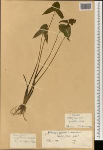Sagittaria trifolia L., South Asia, South Asia (Asia outside ex-Soviet states and Mongolia) (ASIA) (China)