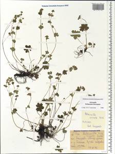 Alchemilla sericata Rchb., Caucasus, Stavropol Krai, Karachay-Cherkessia & Kabardino-Balkaria (K1b) (Russia)