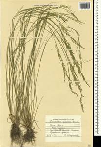 Puccinellia gigantea (Grossh.) Grossh., Crimea (KRYM) (Russia)