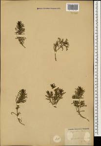 Ajuga chamaepitys subsp. chia (Schreb.) Arcang., Caucasus, Azerbaijan (K6) (Azerbaijan)