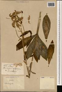 Lilium, South Asia, South Asia (Asia outside ex-Soviet states and Mongolia) (ASIA) (China)