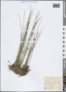 Juncus filiformis L., Eastern Europe, Moscow region (E4a) (Russia)