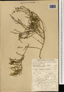 Kalidium foliatum (Pall.) Moq., Mongolia (MONG) (Mongolia)