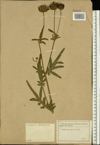 Centaurea scabiosa L., Eastern Europe, Moscow region (E4a) (Russia)