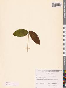 Potamogeton natans L., Siberia, Chukotka & Kamchatka (S7) (Russia)
