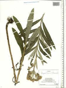 Jacobaea paludosa subsp. lanata (Holub) B. Nord., Eastern Europe, Rostov Oblast (E12a) (Russia)