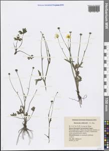 Ranunculus propinquus subsp. subborealis (Tzvelev) Kuvaev, Siberia, Western Siberia (S1) (Russia)