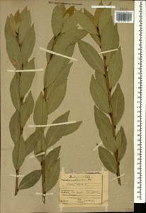 Laurus nobilis L., Caucasus, Abkhazia (K4a) (Abkhazia)
