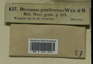 Cynodontium gracilescens (F. Weber & D. Mohr) Schimp., Bryophytes, Bryophytes - Western Europe (BEu) (Switzerland)