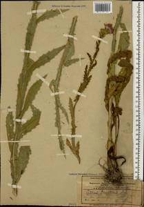 Cirsium alatum (S. G. Gmel.) Bobrov, Caucasus, Azerbaijan (K6) (Azerbaijan)