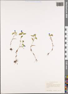 Commelina communis L., Eastern Europe, Moscow region (E4a) (Russia)