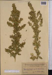 Ononis spinosa subsp. hircina (Jacq.)Gams, Middle Asia, Caspian Ustyurt & Northern Aralia (M8) (Kazakhstan)