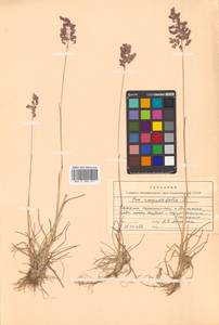 Poa angustifolia L., Siberia, Russian Far East (S6) (Russia)