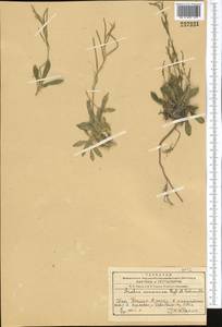 Scapiarabis saxicola (Edgew.) M. Koch, R. Karl, D. A. German & Al-Shehbaz, Middle Asia, Western Tian Shan & Karatau (M3) (Kazakhstan)