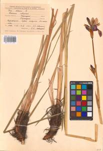 Iris sibirica L., Eastern Europe, Central forest-and-steppe region (E6) (Russia)