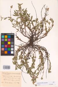 Helianthemum nummularium (L.) Mill., Eastern Europe, Belarus (E3a) (Belarus)