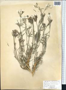 Astragalus arbuscula Pall., Middle Asia, Muyunkumy, Balkhash & Betpak-Dala (M9) (Kazakhstan)