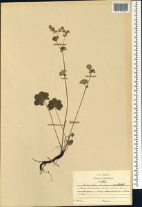 Alchemilla sericata Rchb., Caucasus, North Ossetia, Ingushetia & Chechnya (K1c) (Russia)